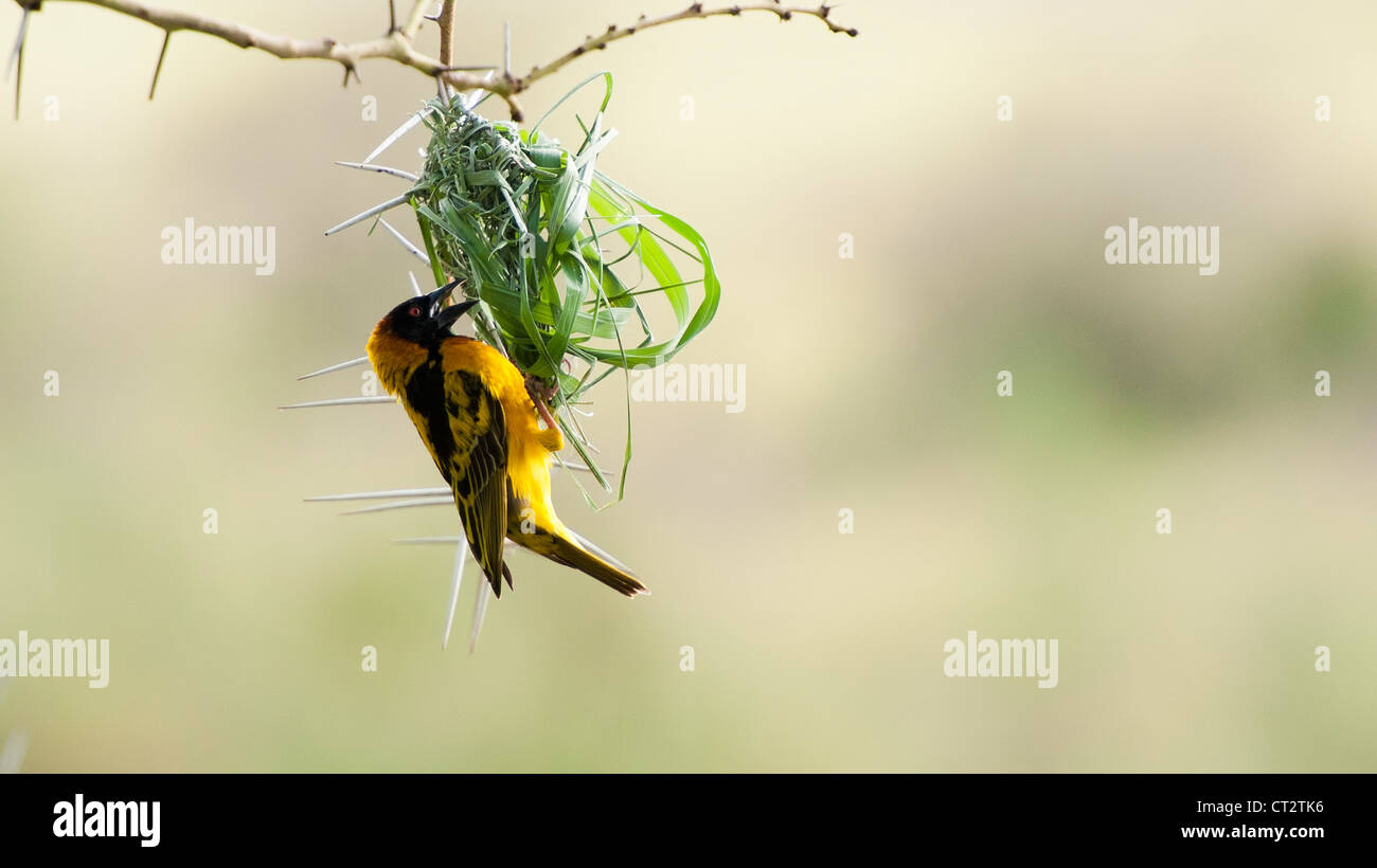 Un bâtiment jaune Weaver bird nest Banque D'Images