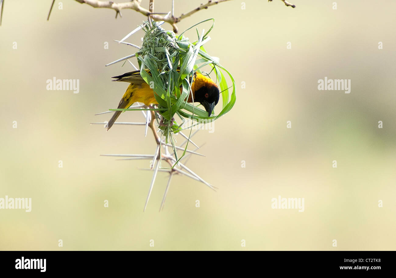 Un bâtiment jaune Weaver bird nest Banque D'Images