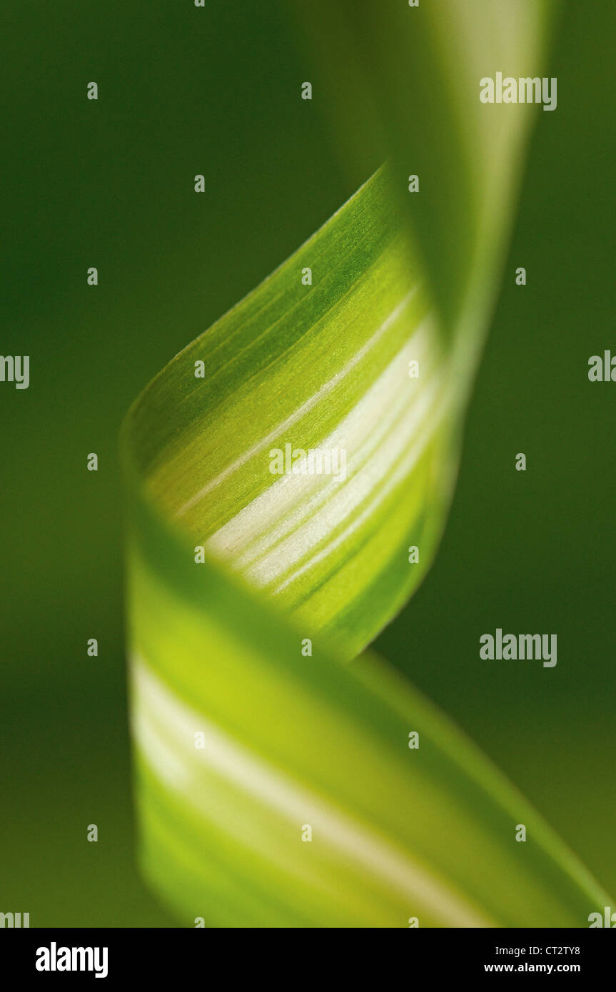 Chlorophytum comosum, Plante araignée Banque D'Images