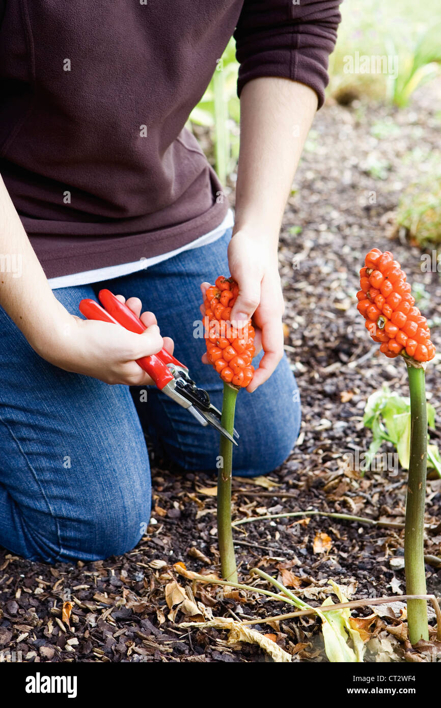 Arum italicum, Lords et Ladies Banque D'Images