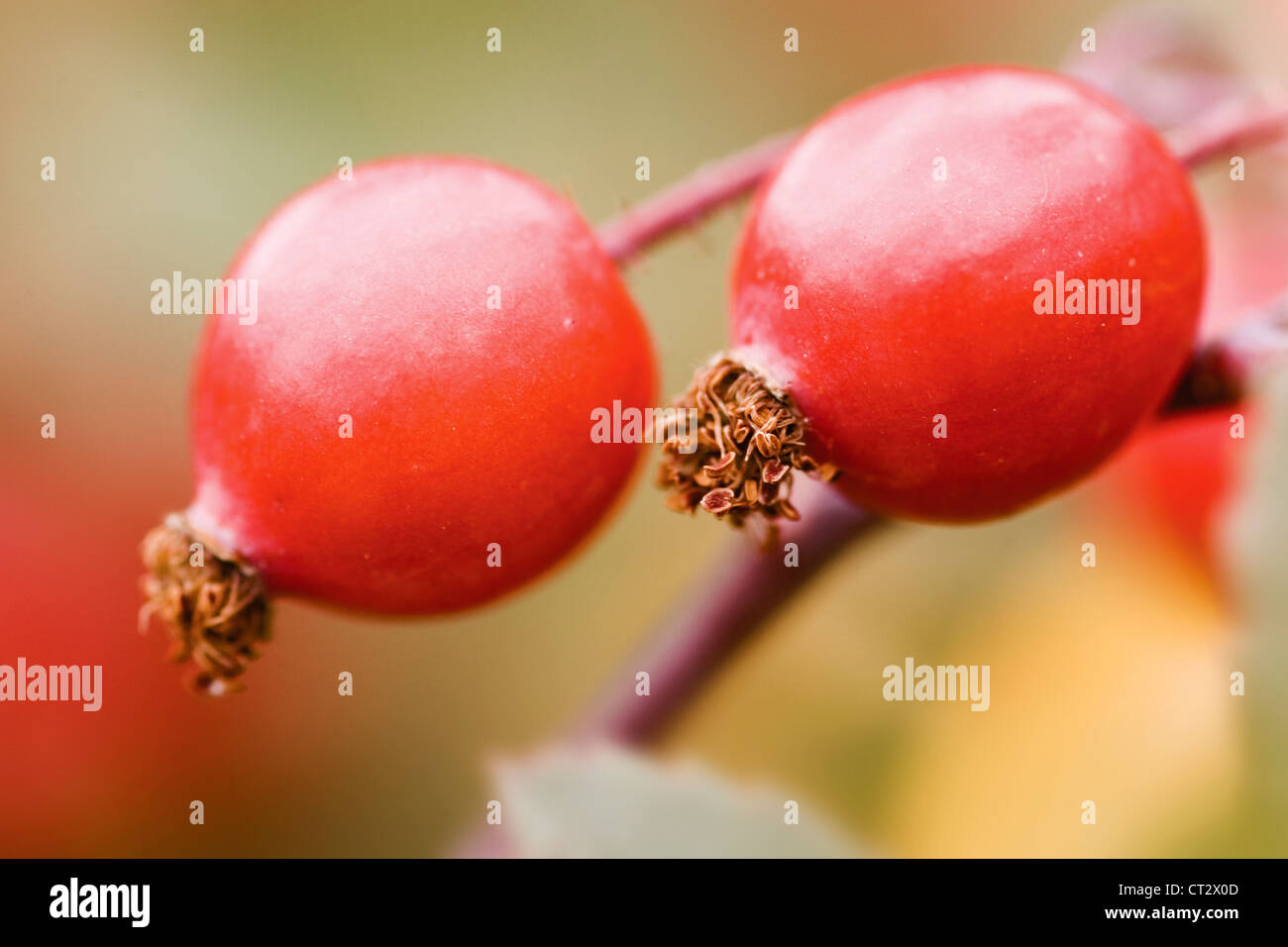 Rosa glauca, Rose Banque D'Images