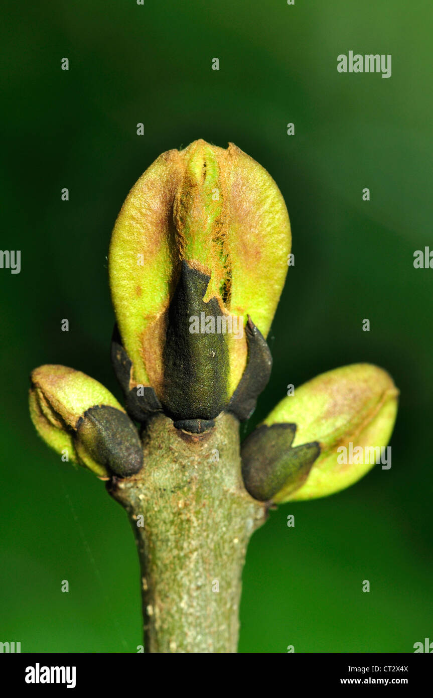 Les feuillus frêne fraxinus excelsior bud Banque D'Images