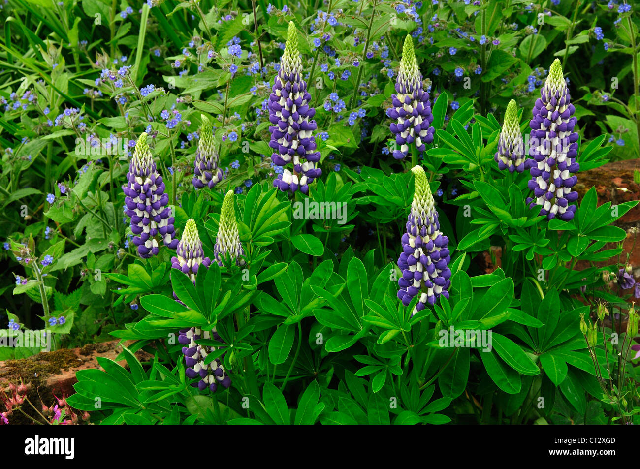 Lupins dans une fleur de jardin border UK Banque D'Images