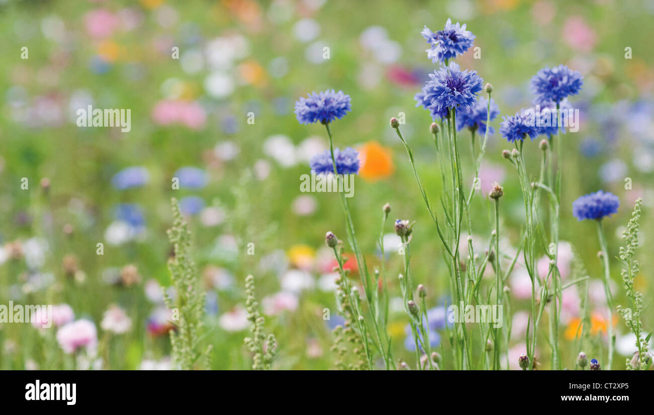 Bleuet, Centaurea cyanus Banque D'Images