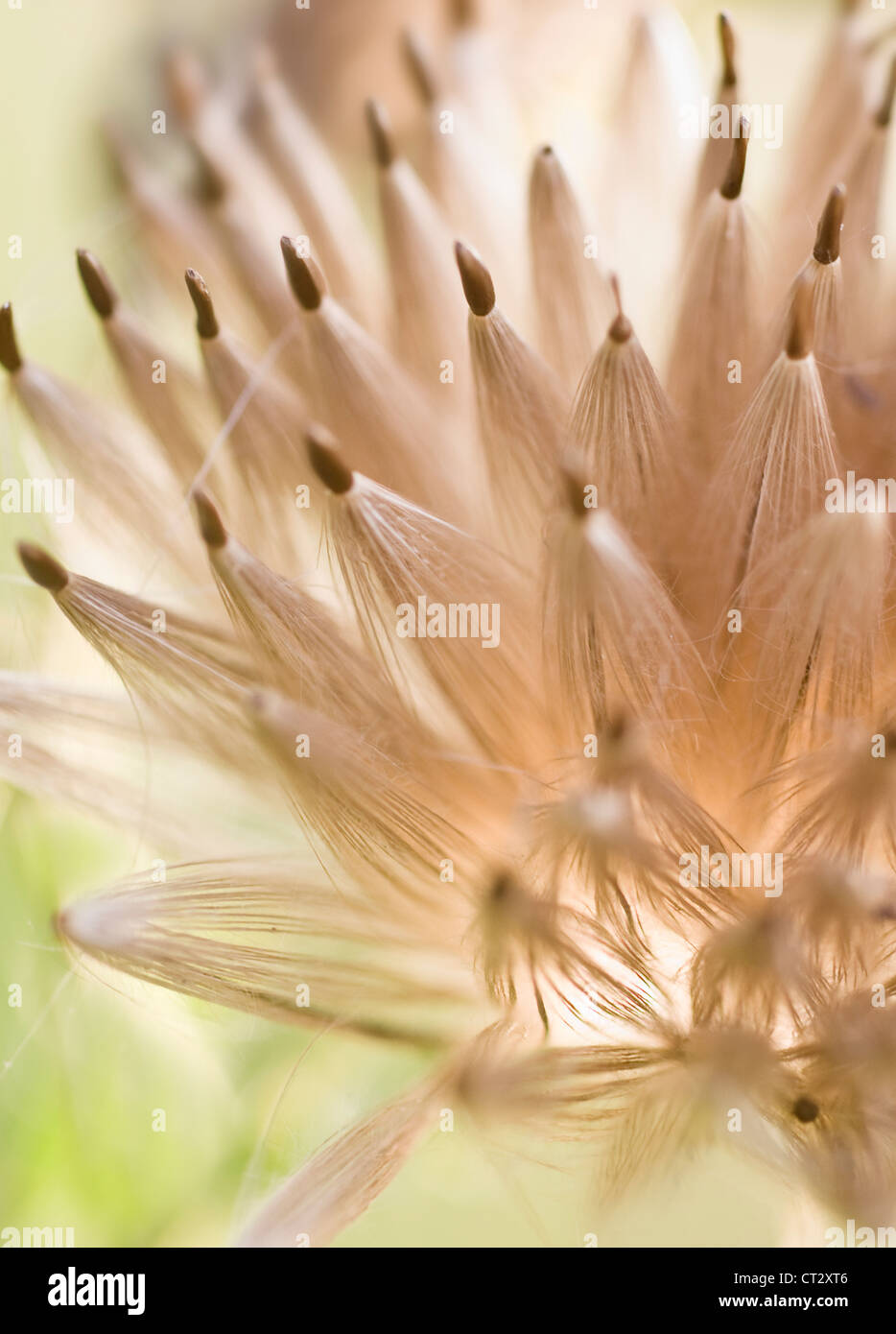 Cirsium arvense, chardon, chardon Banque D'Images