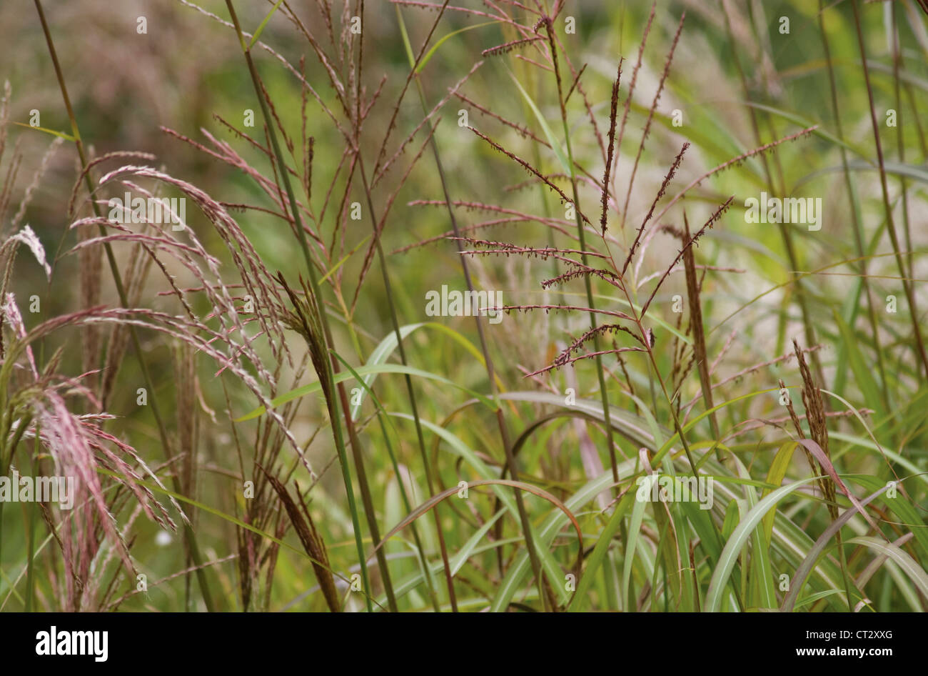 Miscanthus sinensis 'Golaith', Miscanthus, herbe d'argent chinois Banque D'Images