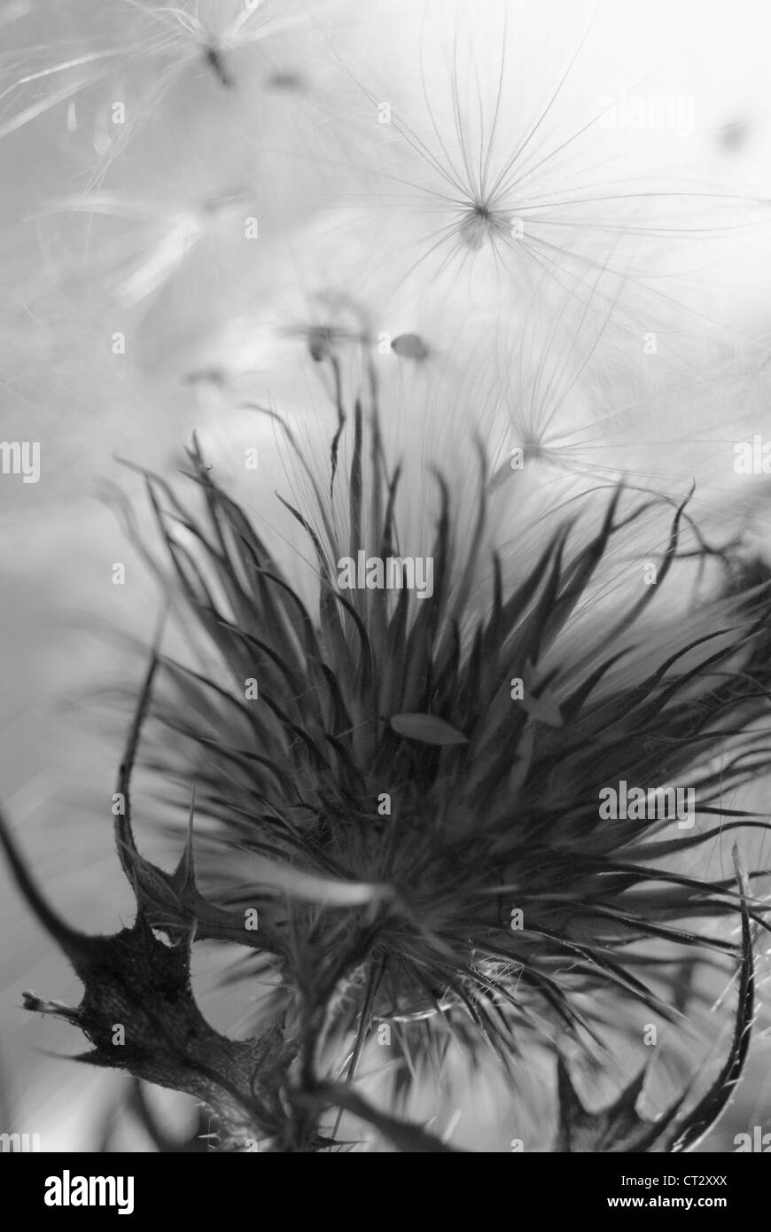 Cirsium vulgare, chardon, lance le chardon, chardon écossais, cirse