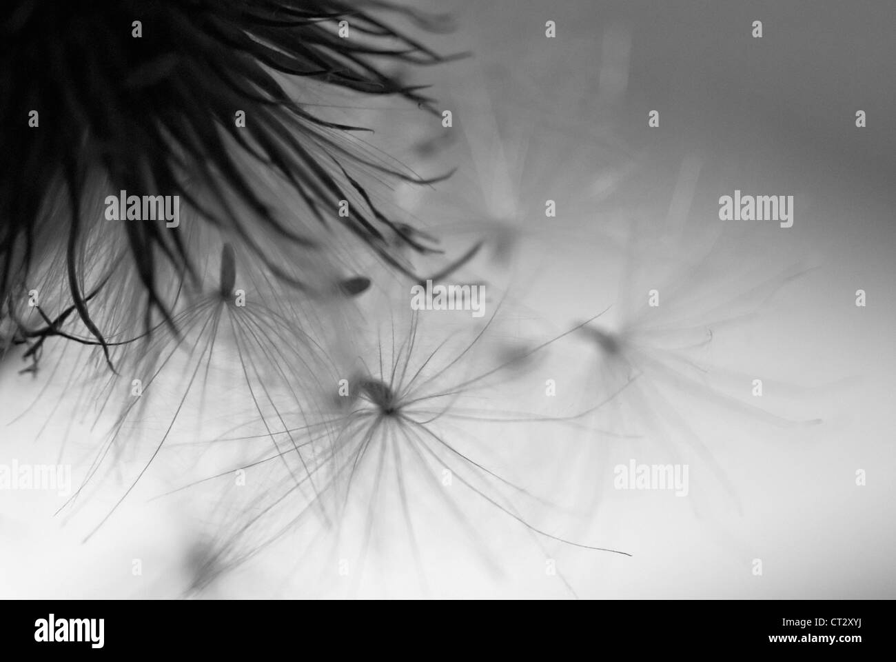 Cirsium vulgare, chardon, lance le chardon, chardon écossais, cirse