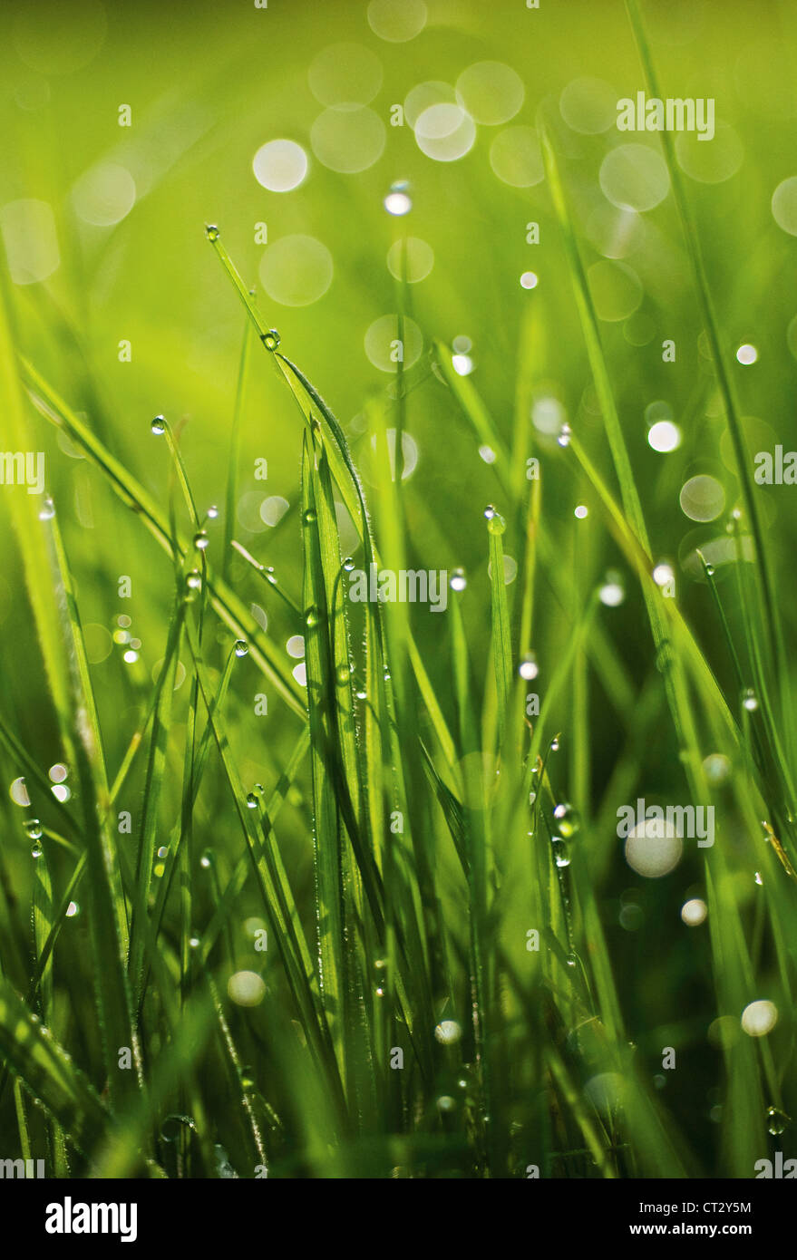 Près de l'herbe jusqu'au niveau du sol avec de l'eau gouttelettes sur les lames vertes. Banque D'Images