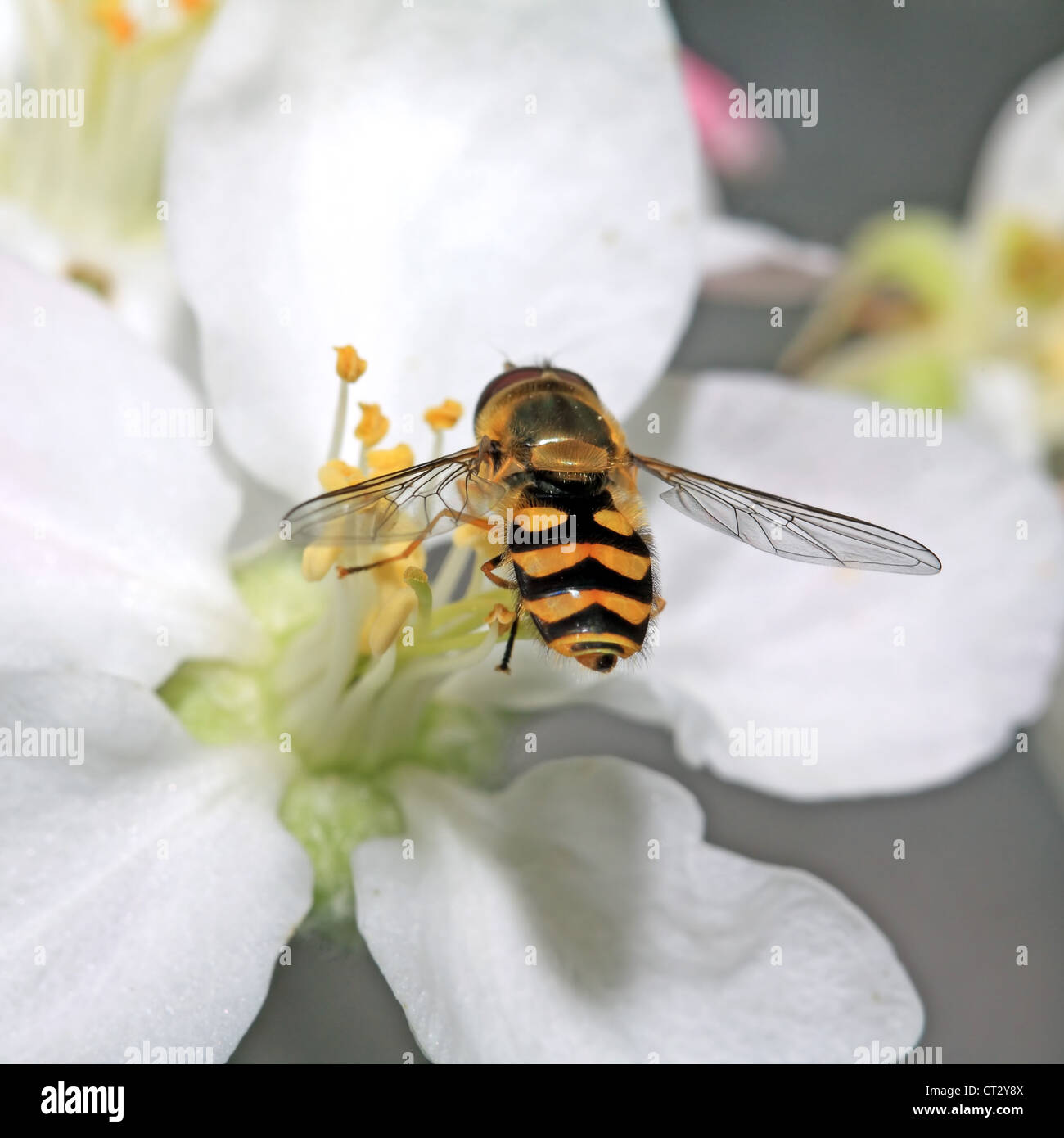 Guêpe jaune fleur arbre aple sur Banque D'Images