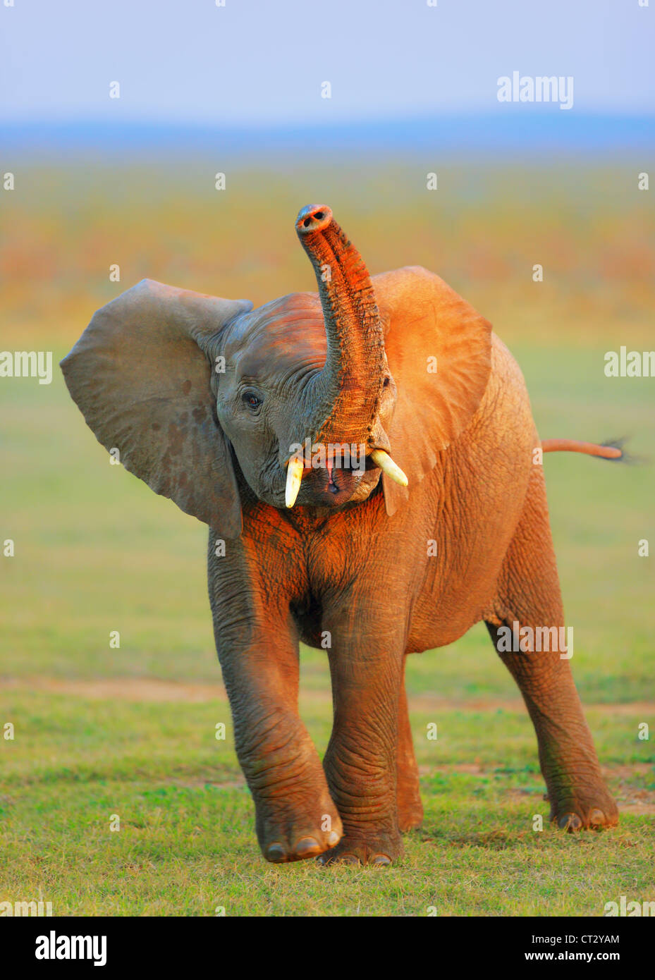 Bébé éléphant à coffre soulevé - Addo Elephant National Park - Afrique du Sud Banque D'Images