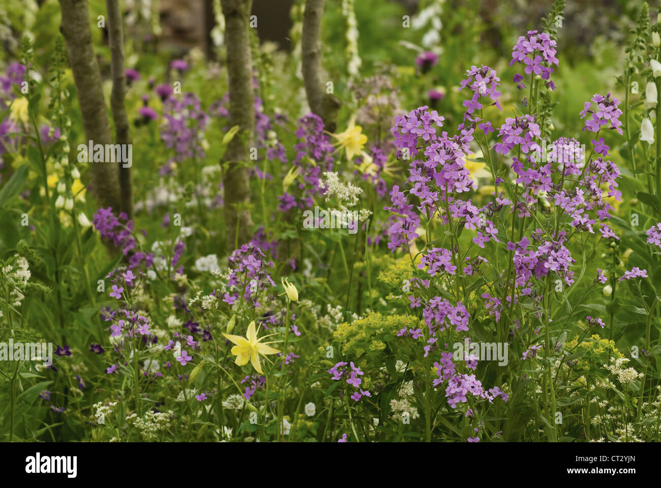 Hesperis matronalis, Sweet fusée, Dame's rocket Banque D'Images