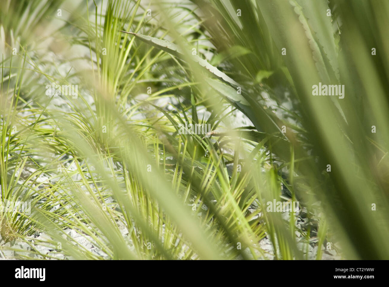 Agave Banque D'Images