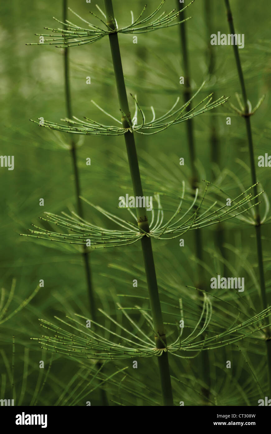 La prêle des champs, Equisetum arvense, verticilles de côté vert tire sur le segment des articulations. Banque D'Images