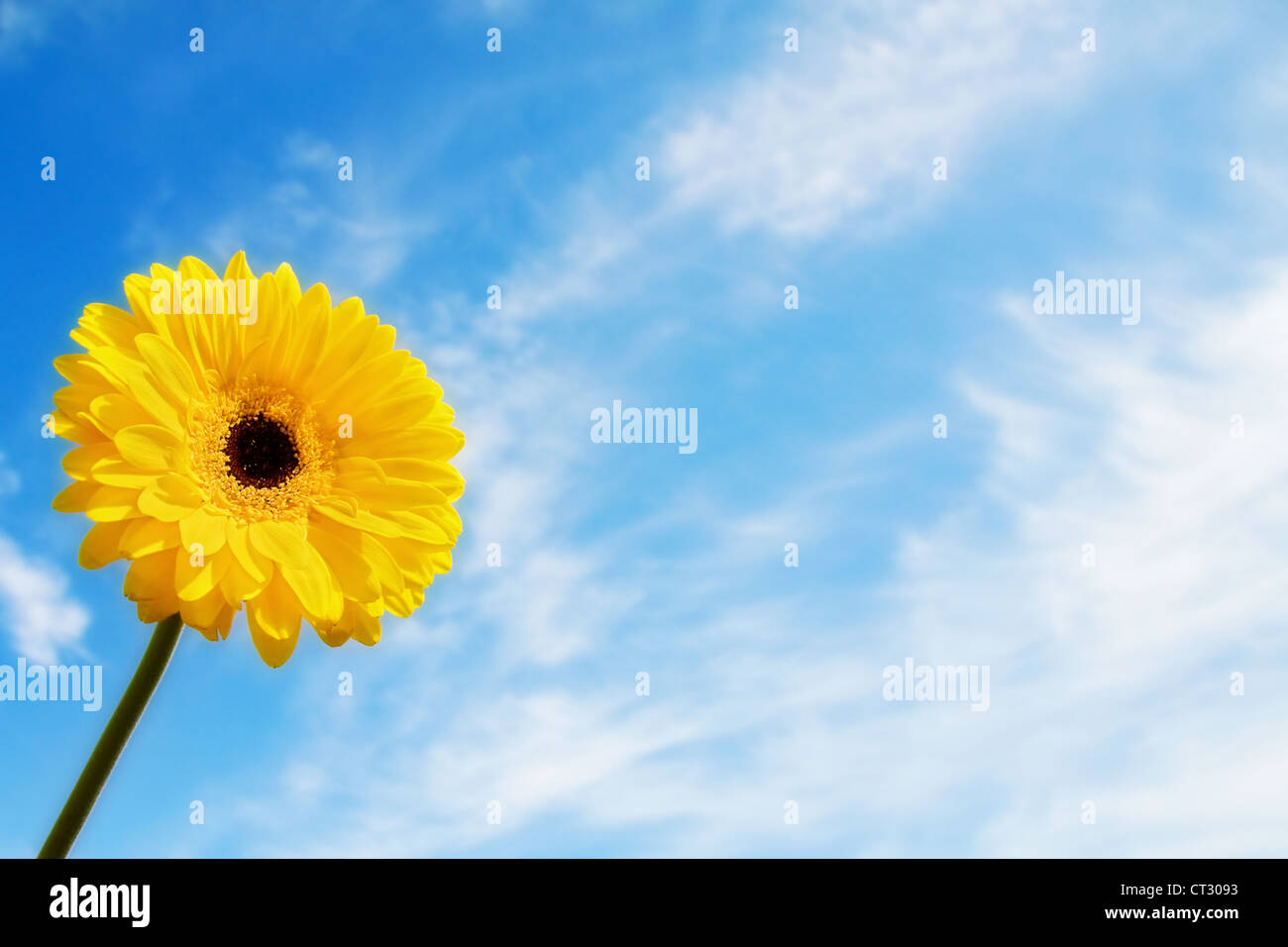 Beau temps d'été avec gerbera jaune sur daisy blue sky. Avec de la place pour votre texte. Banque D'Images