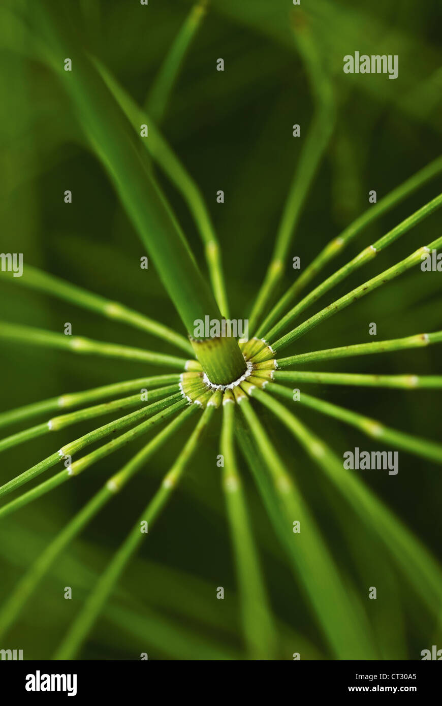 Equisetum arvense, prêle, prêle des champs détail de segment articulé sur une tige verte. Banque D'Images