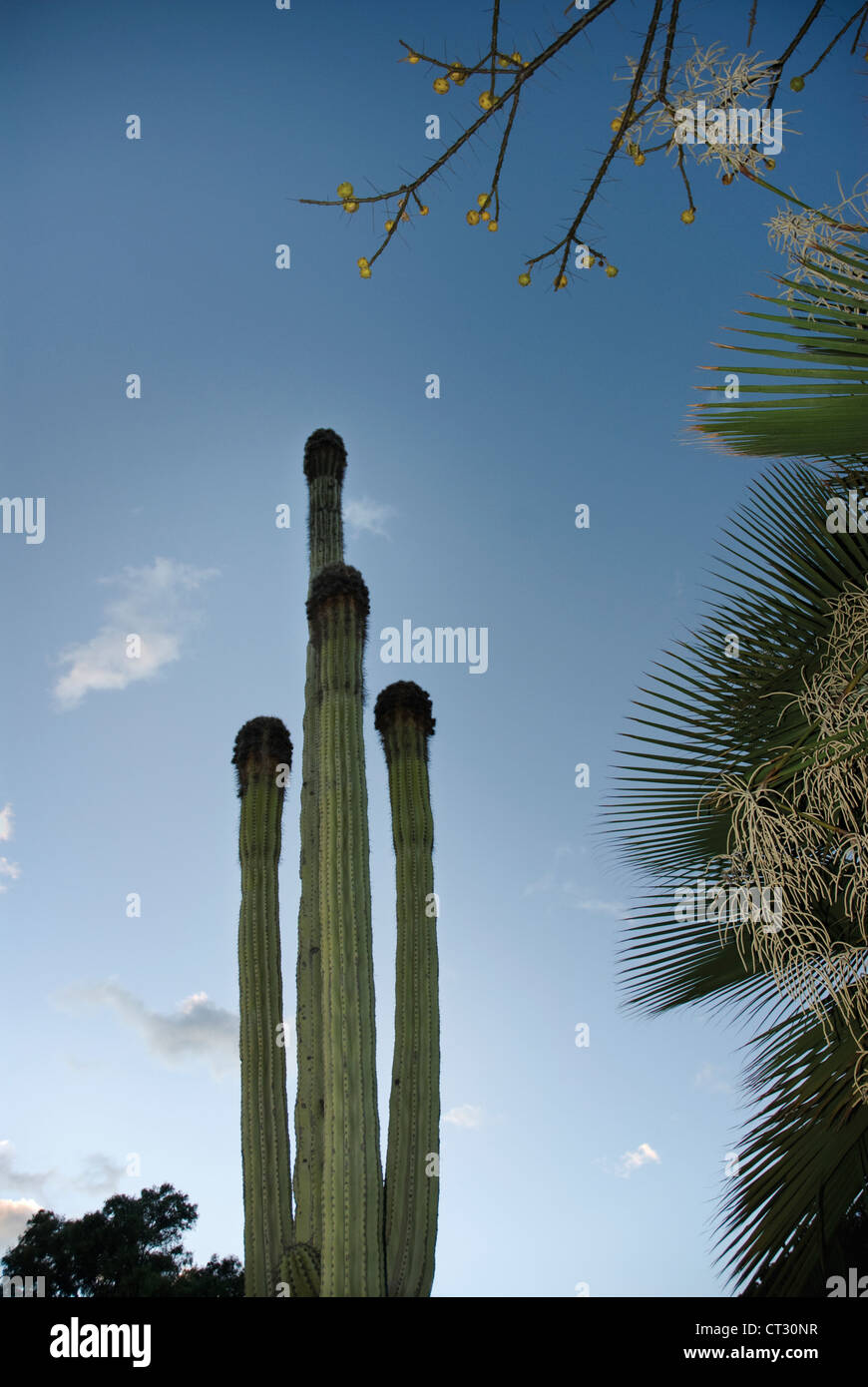 Carnegiea gigantea, Cactus, Saguaro cactus Banque D'Images
