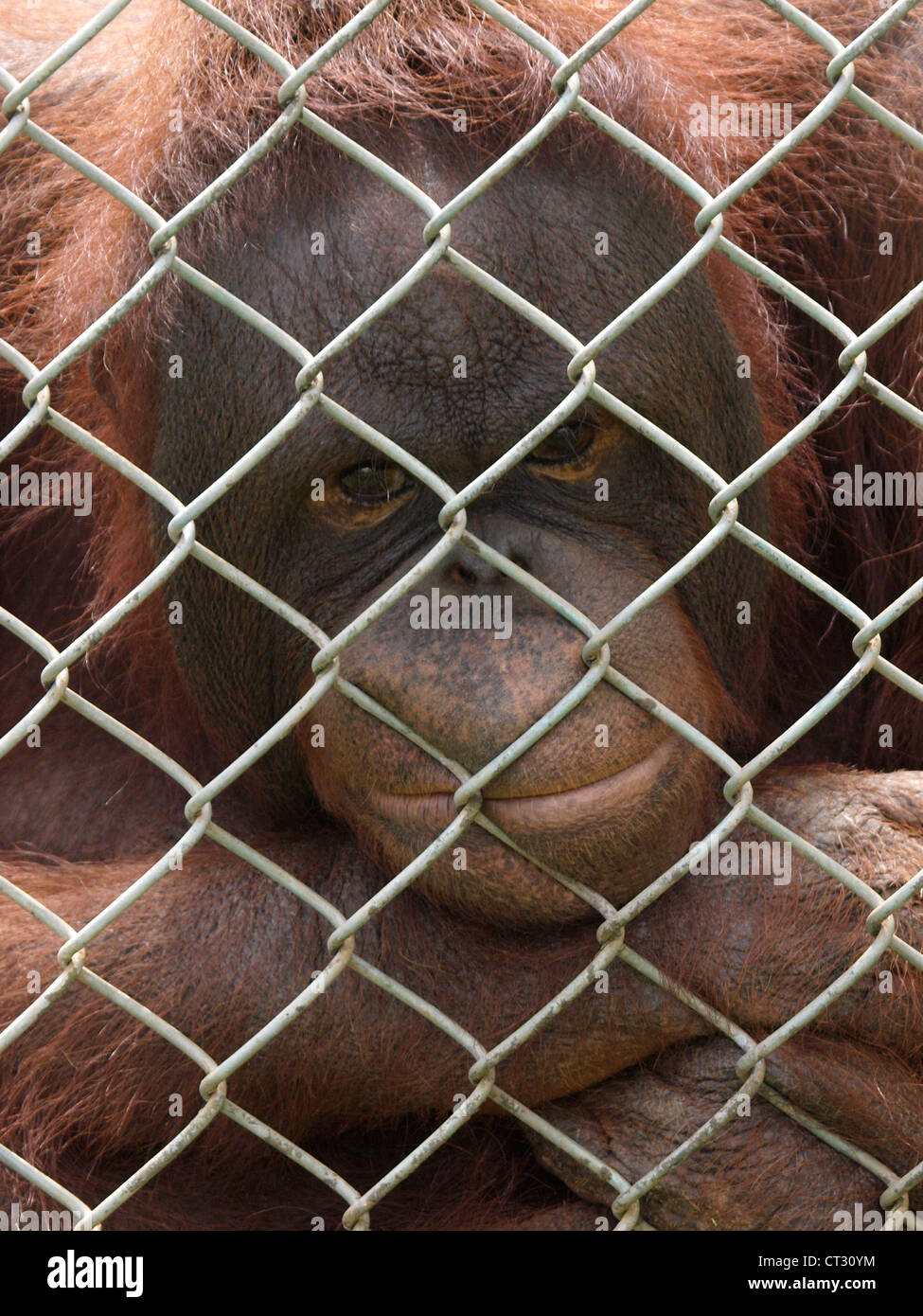 Triste à la recherche de l'orang-outan à travers un grillage, UK Banque D'Images