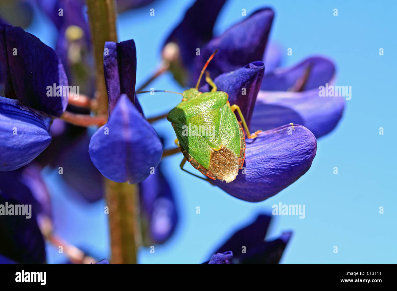 Punaise verte sur lupin bleu Banque D'Images