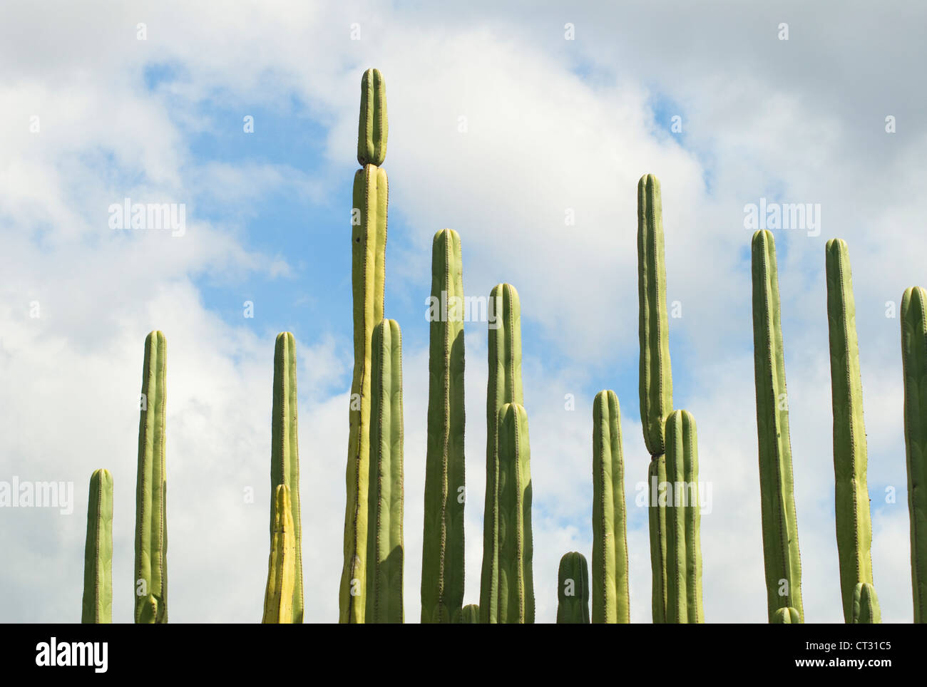 Pachycereus Marginatus, cactus, cactus mexicain post clôture Banque D'Images