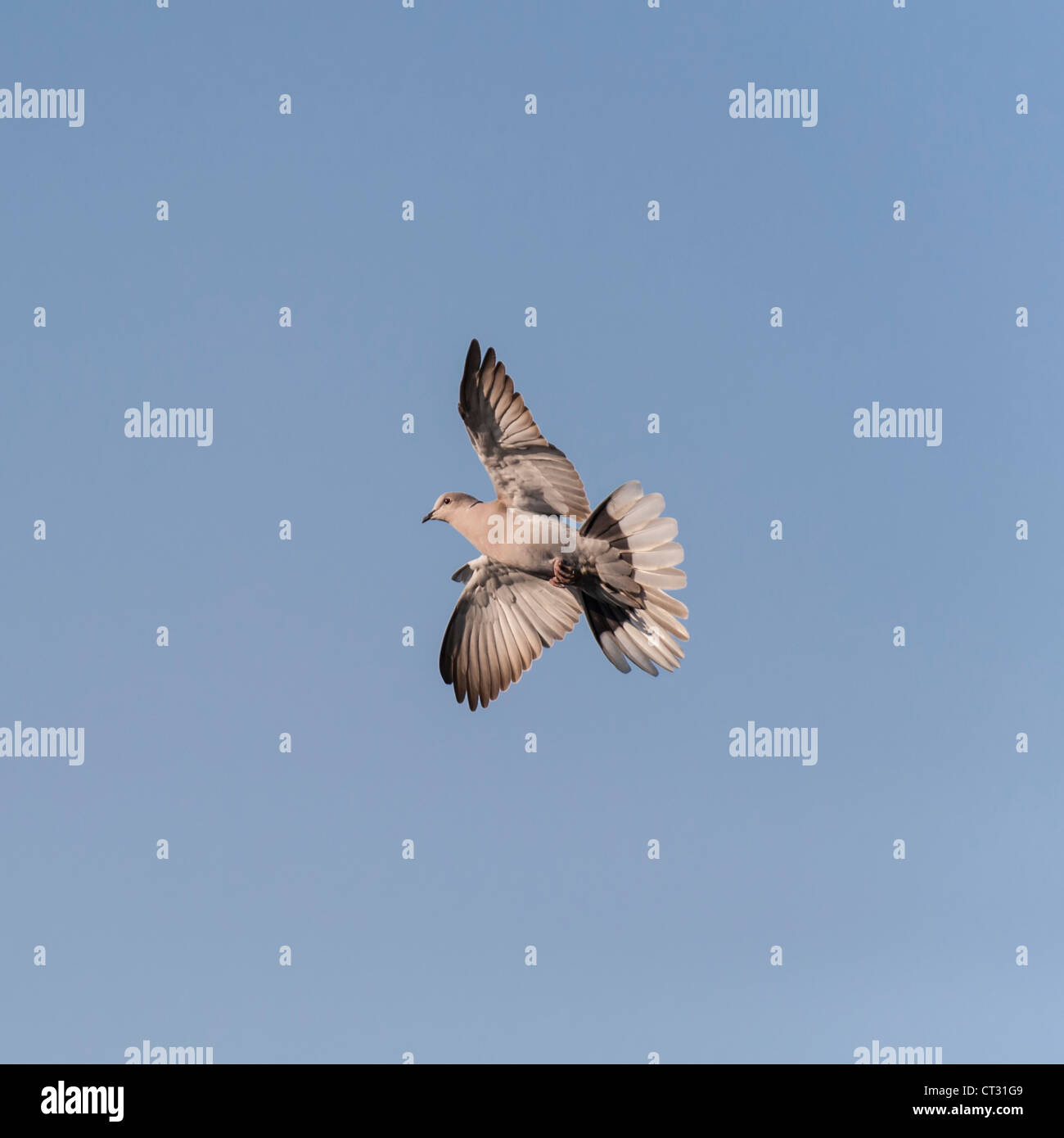 Une tête ( Streptopelia decaocto ) en vol Banque D'Images