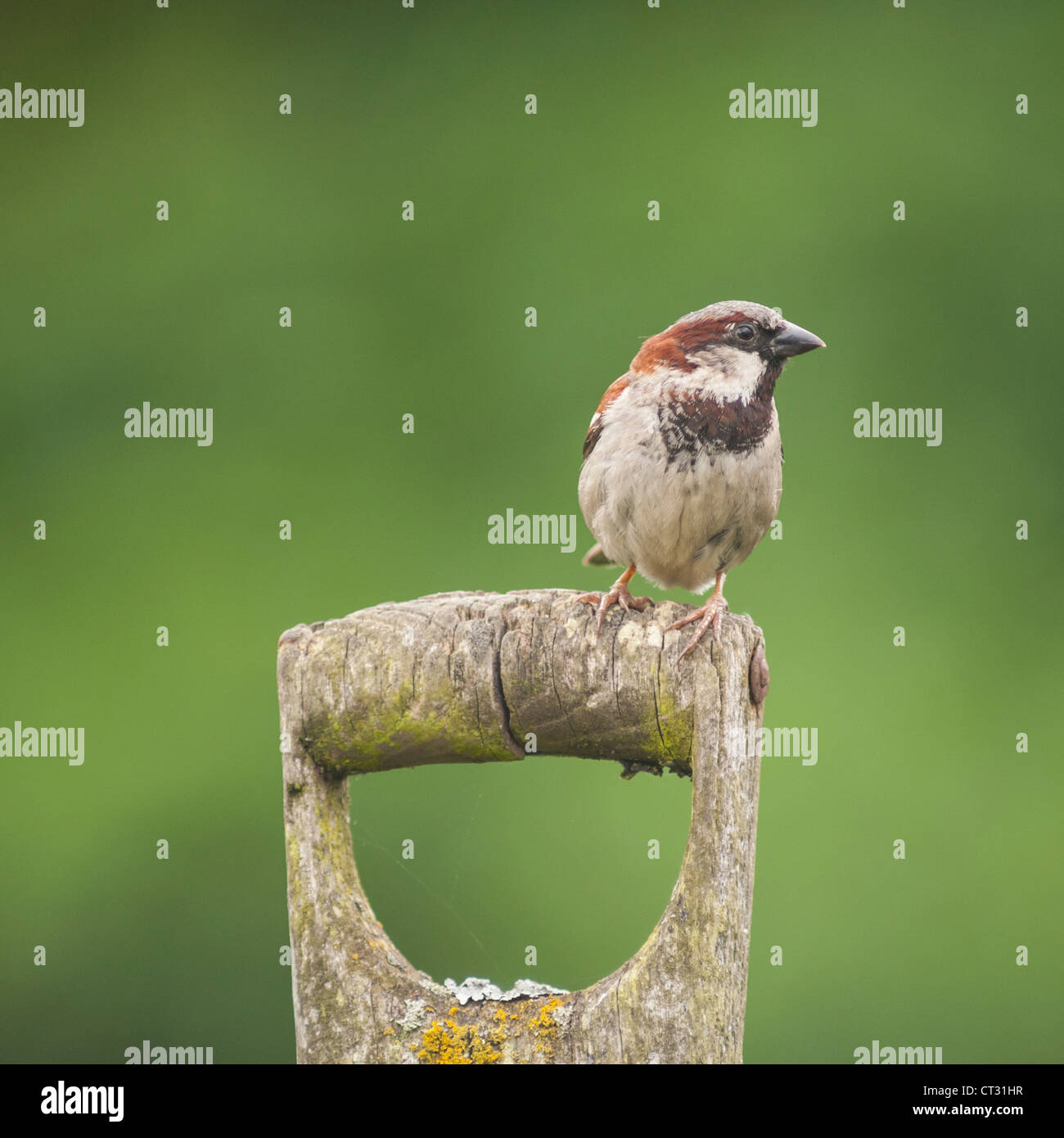 Un mâle Moineau domestique ( Passer domesticus ) au Royaume-Uni Banque D'Images