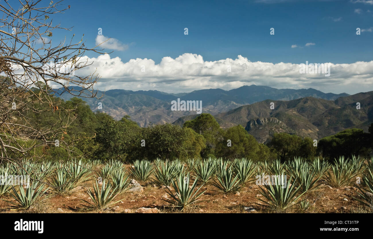 Agave tequilana agave bleu, utilisé dans la production de tequila dans les collines de plus en plus d'Oaxaca, au Mexique. Banque D'Images