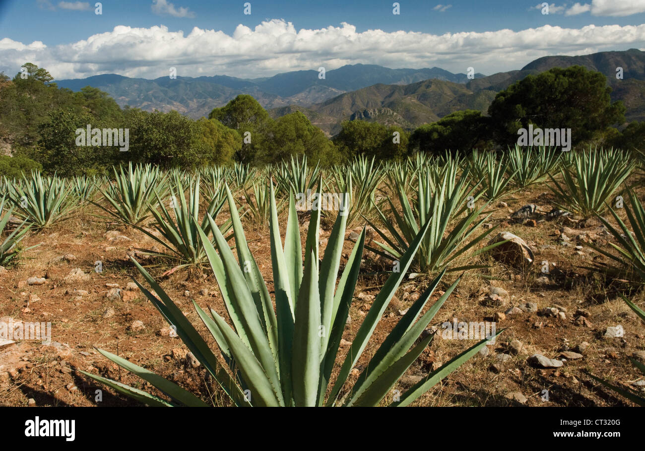 Agave tequilana agave bleu, utilisé dans la production de tequila dans les collines de plus en plus d'Oaxaca, au Mexique. Banque D'Images