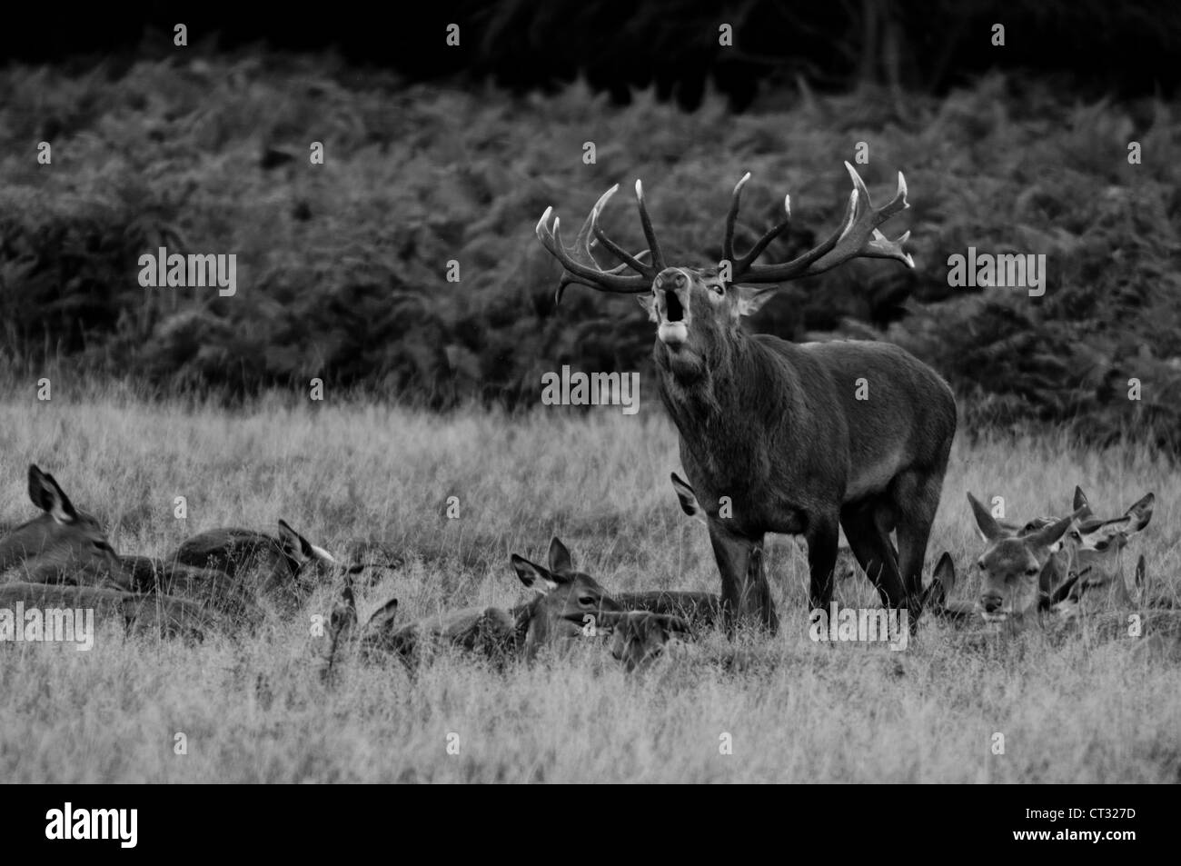 Red Deer (Cervus elaphus) B&W, Richmond Park, Londres Banque D'Images