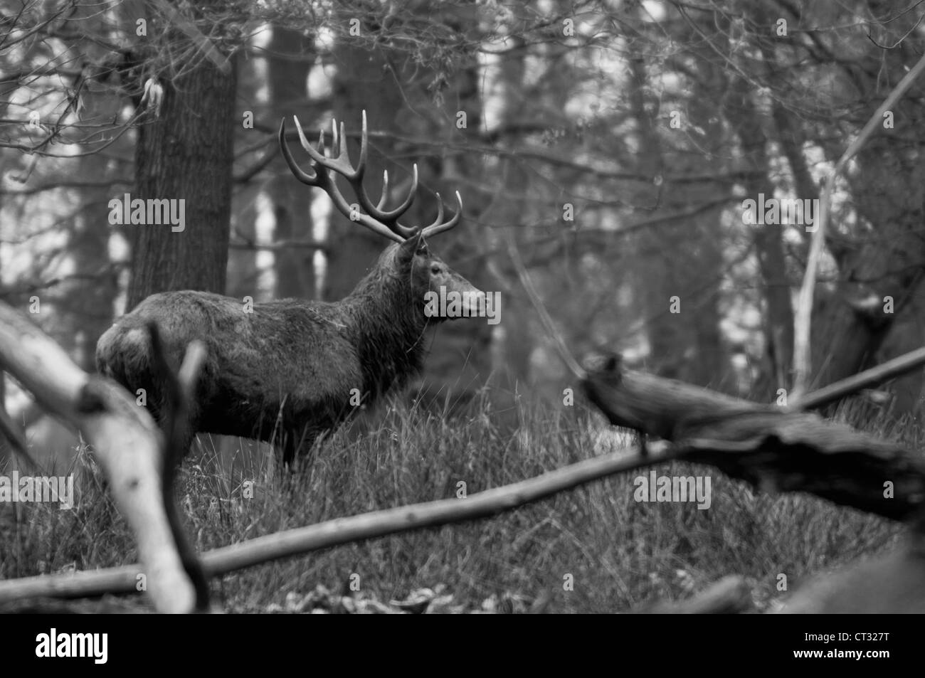 Red Deer (Cervus elaphus) B&W, Richmond Park, Londres Banque D'Images