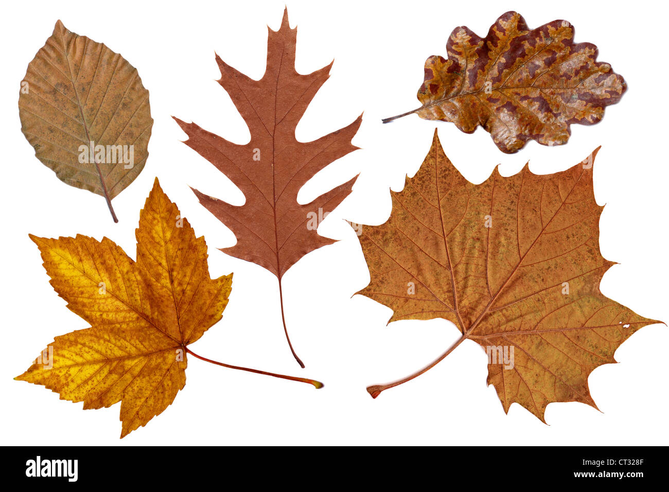 L'automne les feuilles de chêne brun, avion, l'érable et les hêtres Banque D'Images
