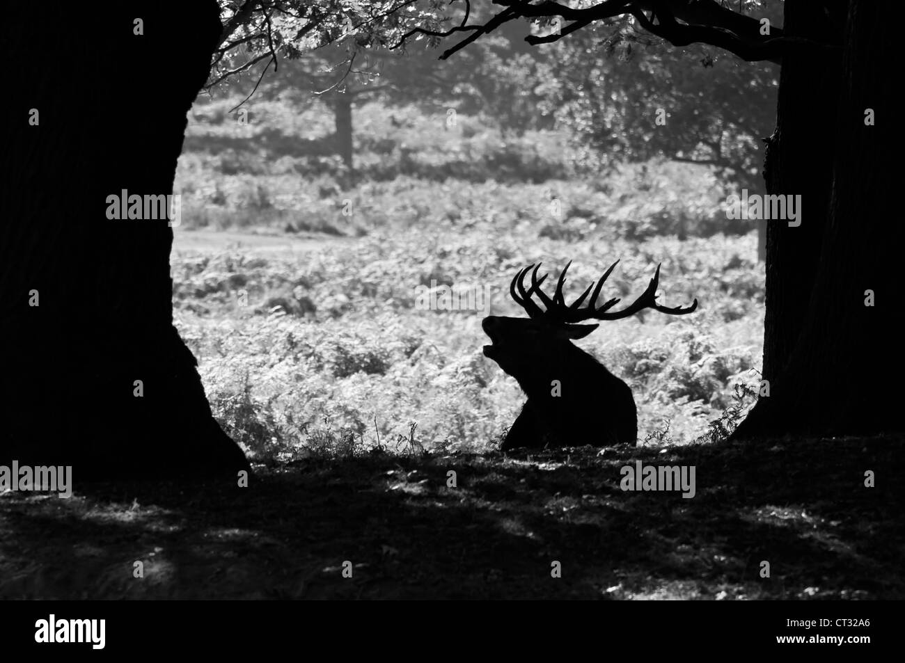 Red Deer (Cervus elaphus) stag rugissements dans les arbres en noir et blanc. Banque D'Images