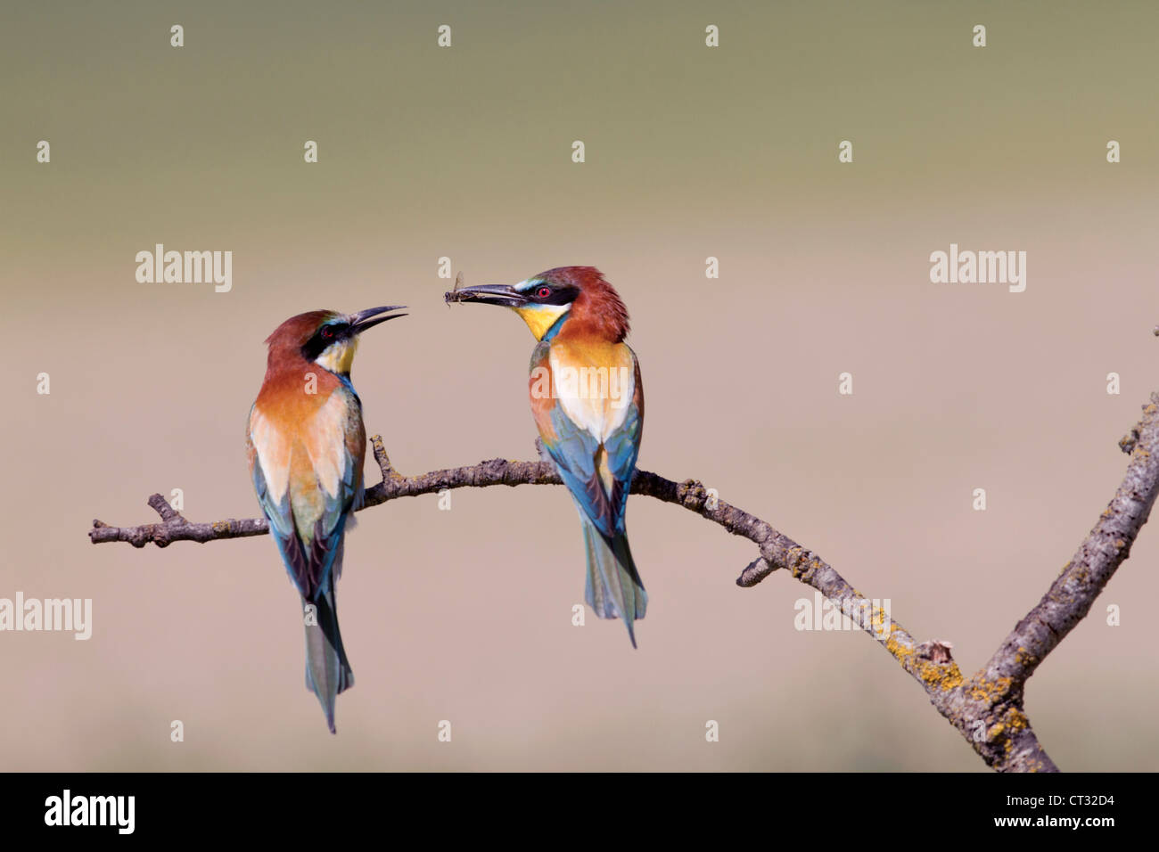 Les mangeurs d'abeilles ; Merops apiaster ; Espagne Banque D'Images Les mangeurs d'abeilles ; Merops apiaster ; Espagne Banque D'Images