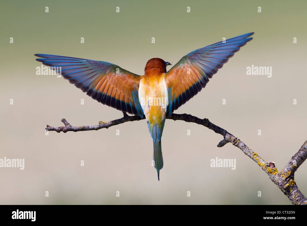 Bee Eater ; Merops apiaster ; Espagne ; Banque D'Images Bee Eater ; Merops apiaster ; Espagne ; Banque D'Images
