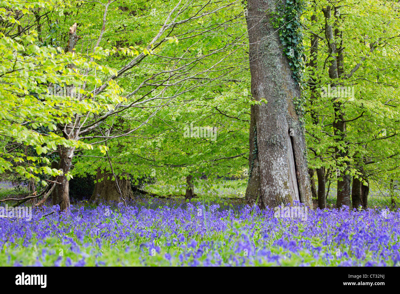 Bluebell Wood ; Hycinthoides non-scripta ; Printemps ; Cornwall, UK Banque D'Images