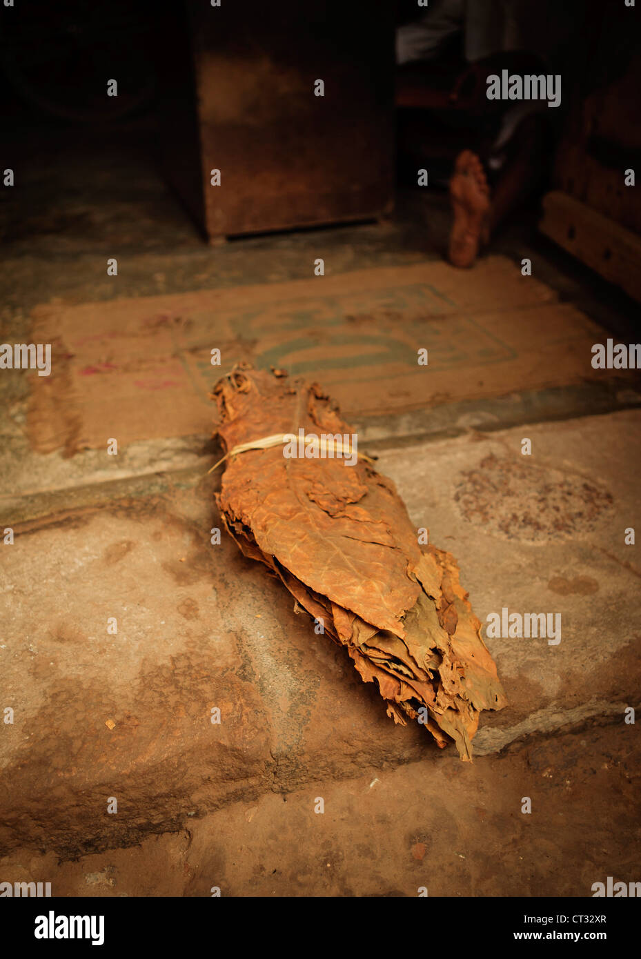 Les feuilles de tabac séchées prêt pour la vente en gros, Gujarat, Inde Banque D'Images Les feuilles de tabac séchées prêt pour la vente en gros, Gujarat, Inde Banque D'Images