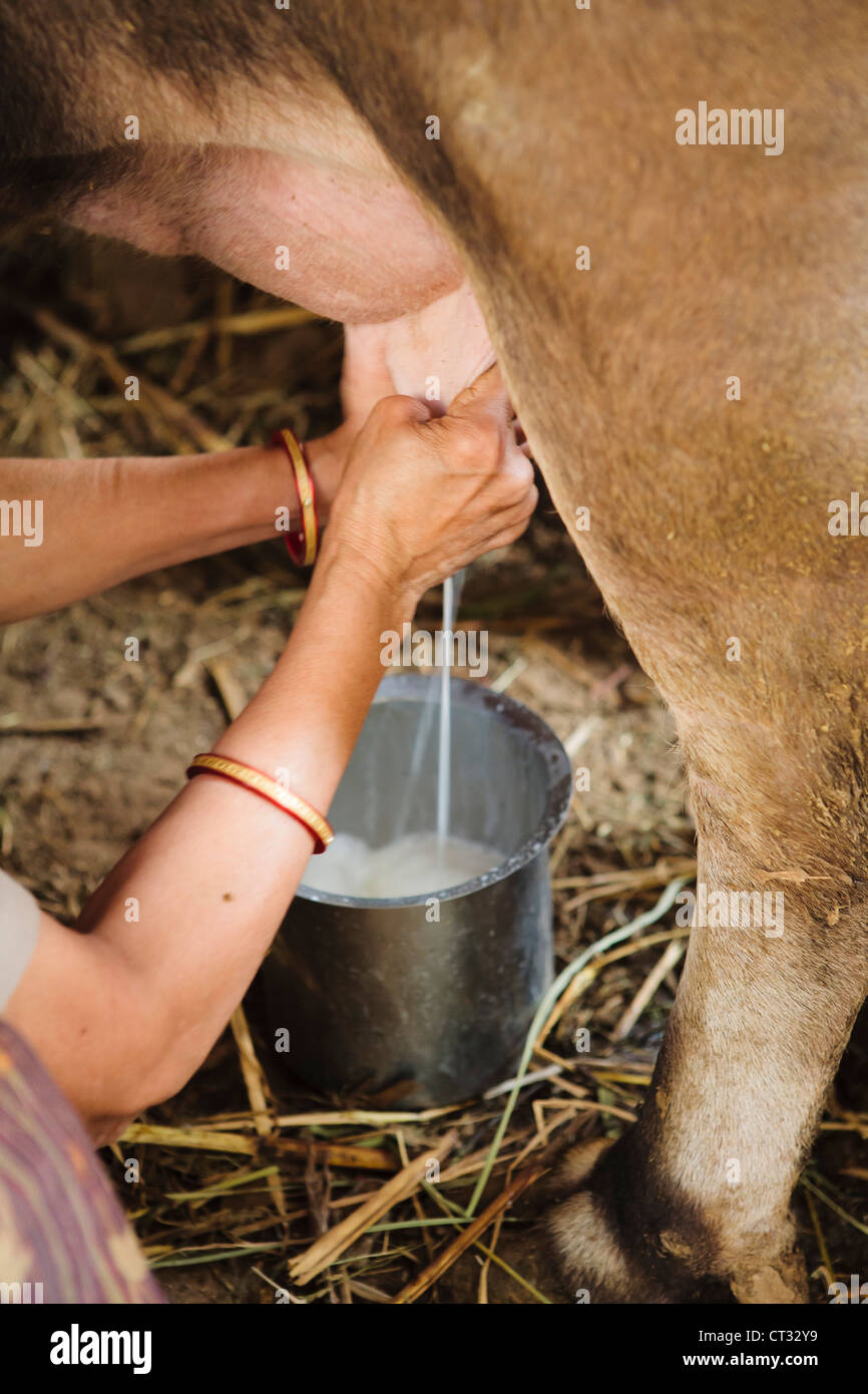 Femme vache à traire, Gujarat, Inde Banque D'Images