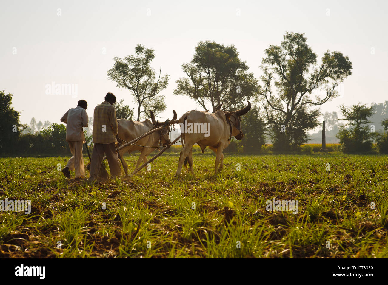 Labourer les champs des agriculteurs de tabac avec la charrue traditionnelle et les bovins (Ankole-Watus), Gujarat, Inde Banque D'Images