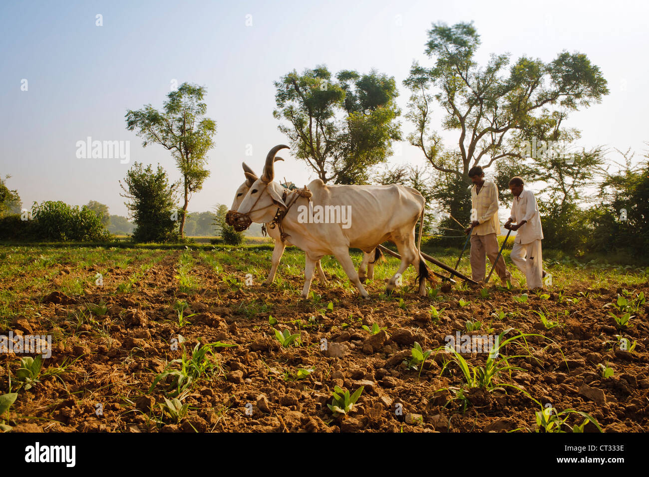 Labourer les champs des agriculteurs de tabac avec la charrue traditionnelle et les bovins (Ankole-Watus), Gujarat, Inde Banque D'Images