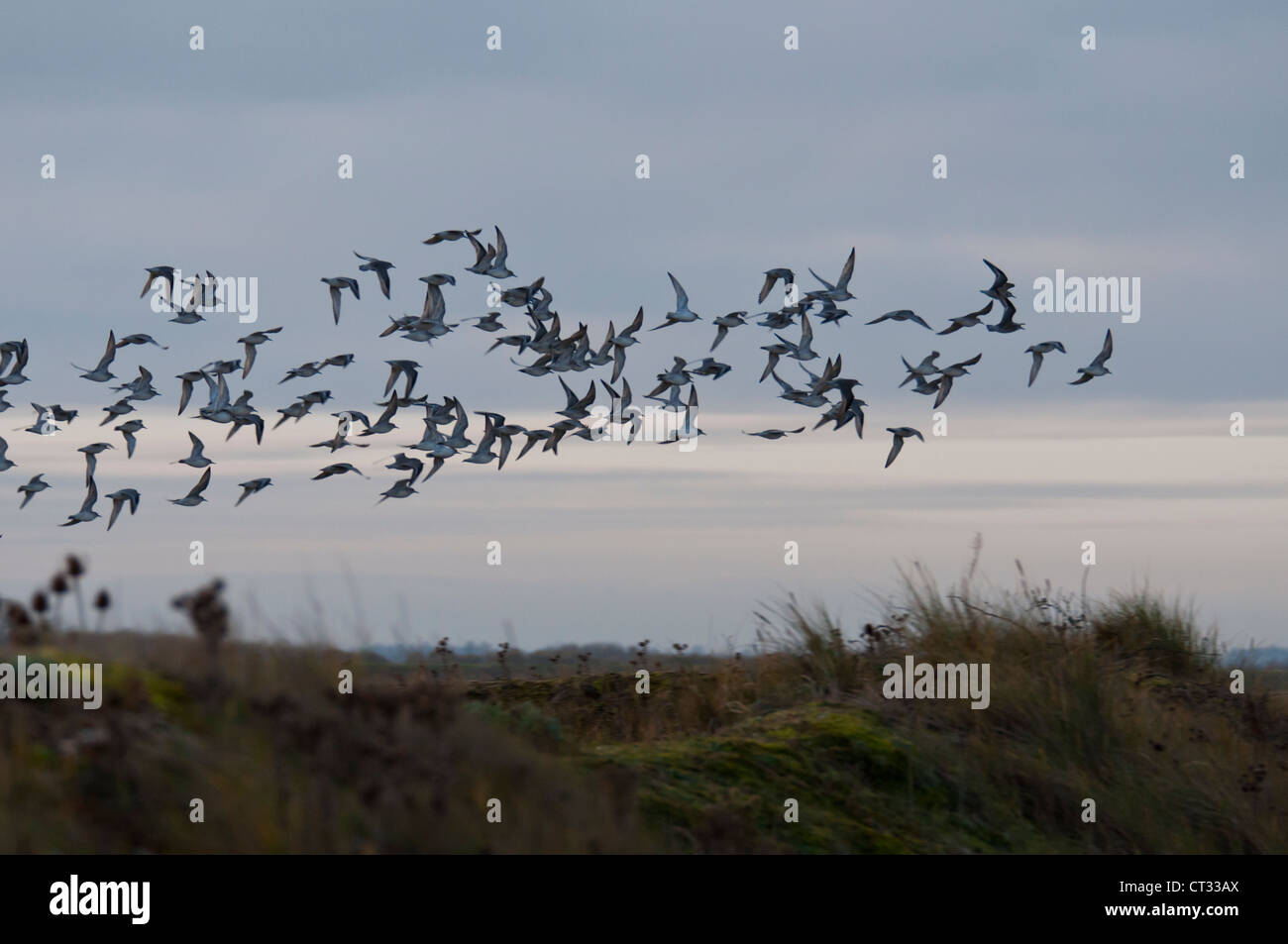 Bécasseau maubèche (Calidris canutus) sur l'État de Washington Banque D'Images