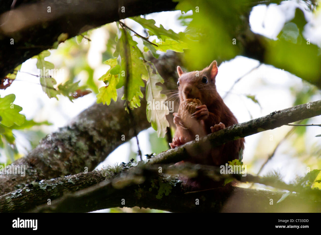L'écureuil roux (Sciurus vulgaris) de manger. Banque D'Images
