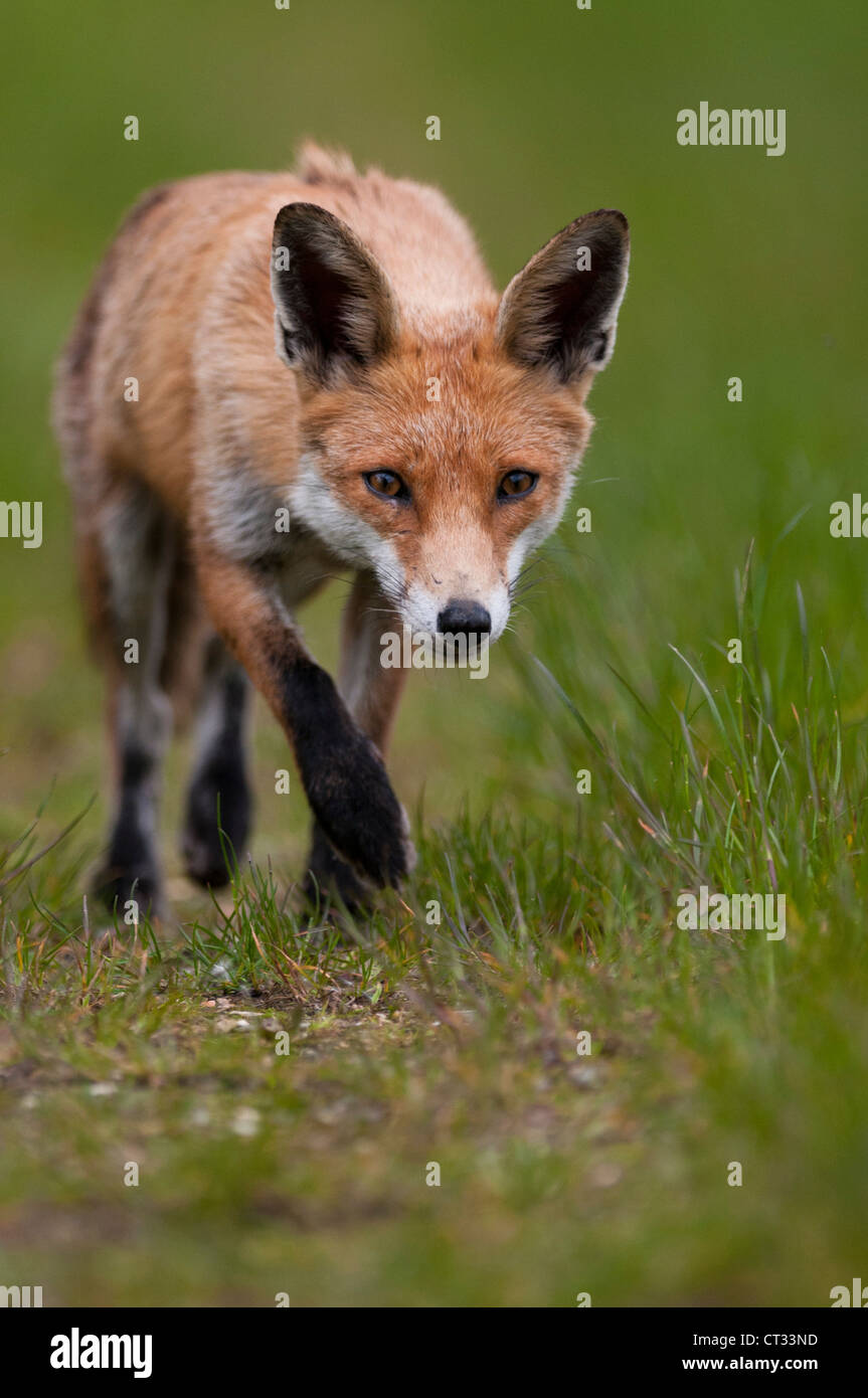 La traque des proies dans vixen Fox grass Banque D'Images