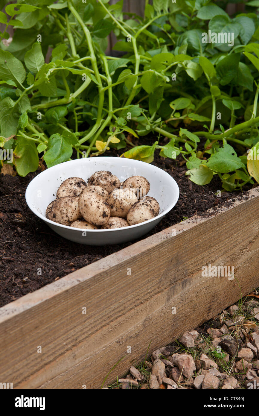 Les pommes de terre nouvelles fraîchement creusée dans un bol placé en double, UK Banque D'Images