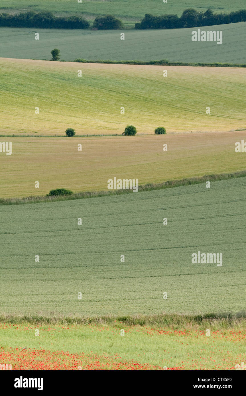 Papaver rhoeas, champ de coquelicots Banque D'Images