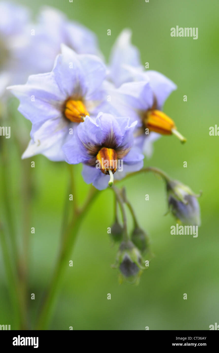 Au printemps la floraison des plantes de pomme de terre Banque D'Images