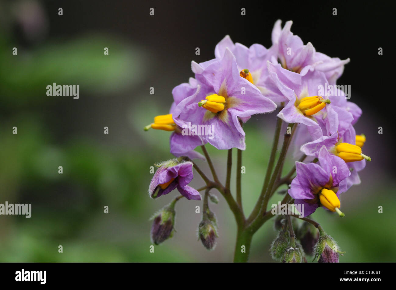 Au printemps la floraison des plantes de pomme de terre Banque D'Images