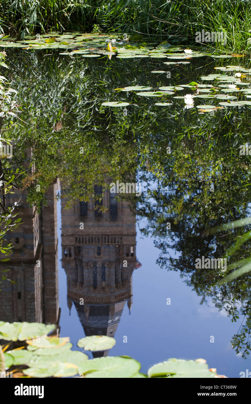 Natural History Museum, Londres. La réflexion d'Alfred Waterhouse Tower dans la faune étang de jardin. Banque D'Images