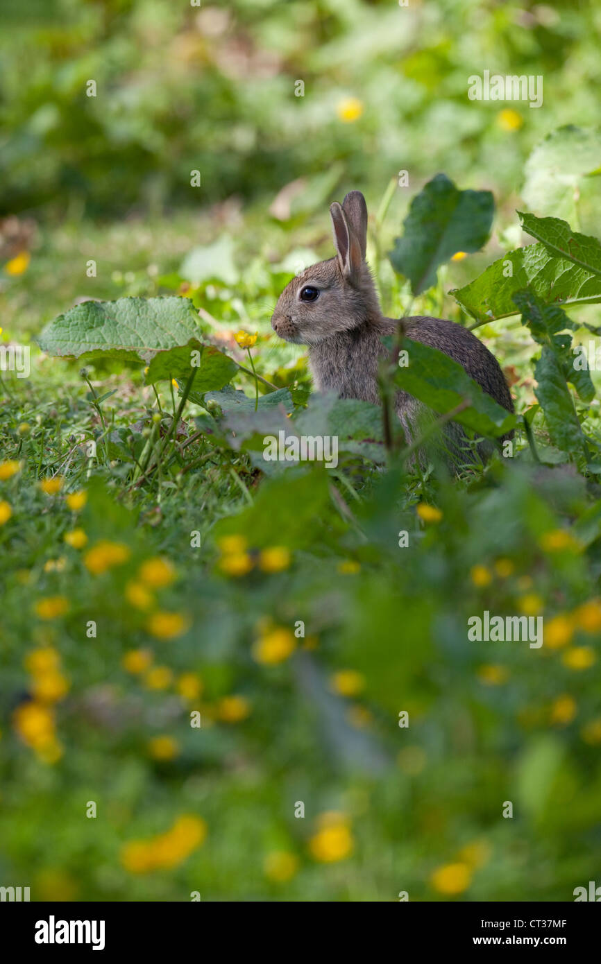 Lapin (Oryctolagus cuniculus). Se nourrir de renoncules (Ranunculus repens). Banque D'Images