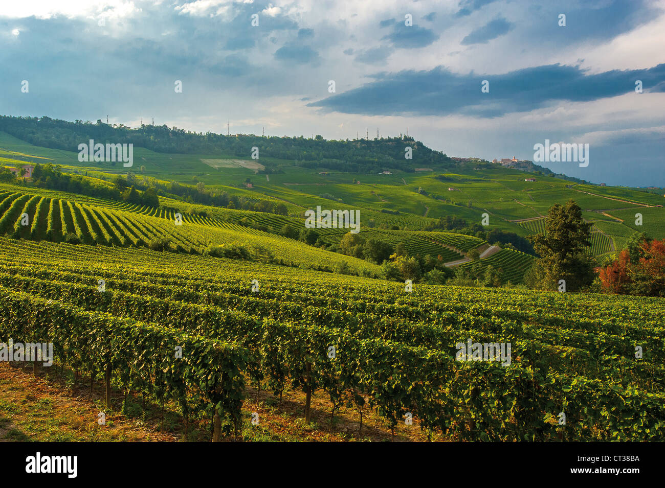 Italie Piémont Langhe, vignes sur la route entre Barolo et de La Morra Banque D'Images