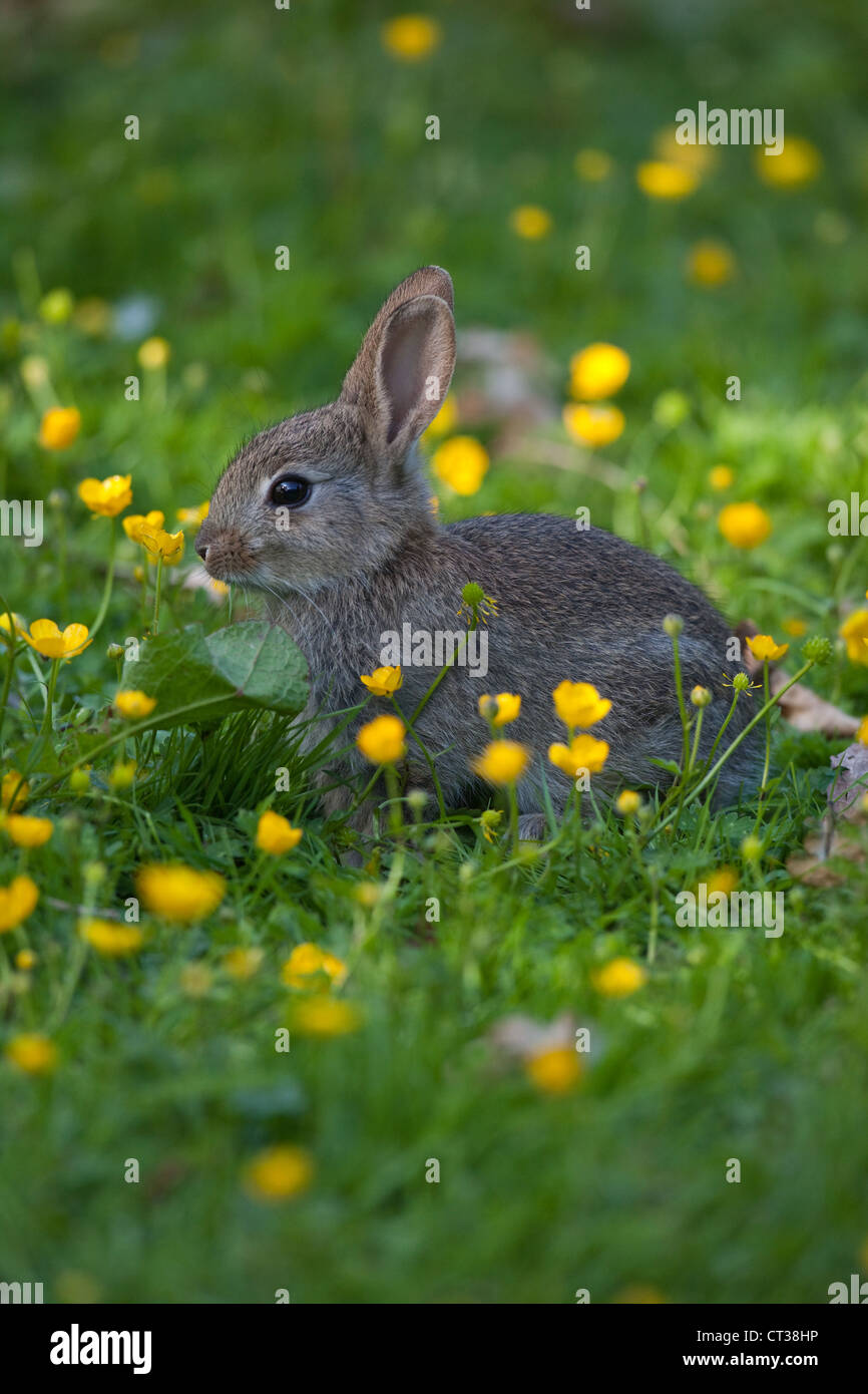 Lapin (Oryctolagus cuniculus). Se nourrir de renoncule rampante (Ranunculus repens). .Juin. Ingham, Norfolk. Banque D'Images